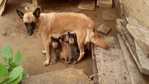 0-1 mois Femme Race mixte Belgian Malinois