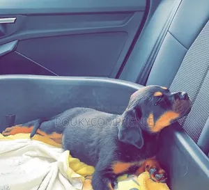 1-3 mois Homme Pure race Rottweiler