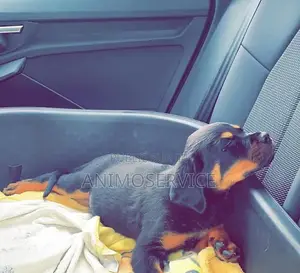 1-3 mois Homme Pure race Rottweiler