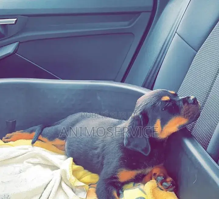 1-3 mois Homme Pure race Rottweiler