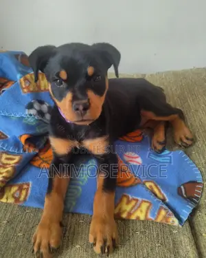 1-3 mois Homme Pure race Rottweiler