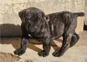1-3 mois Homme Pure race Boerboel