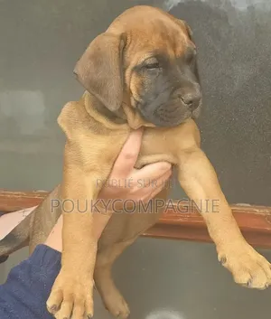 1-3 mois Homme Pure race Boerboel