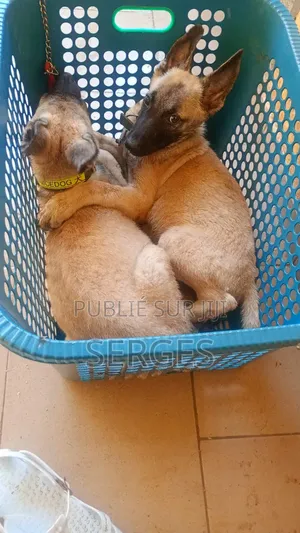 1-3 mois Homme Pure race Belgian Malinois