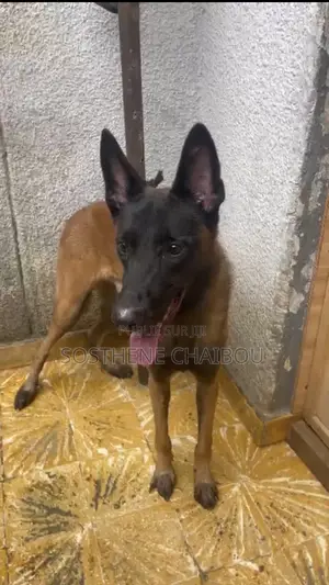 Plus d’un an Homme Pure race Belgian Malinois
