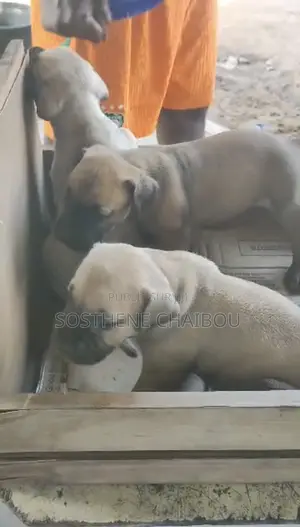 1-3 mois Homme Pure race Boerboel
