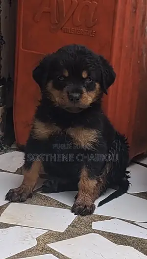 1-3 mois Homme Pure race Rottweiler