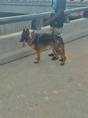 6 à 12 mois Homme Pure race Belgian Sheepdog