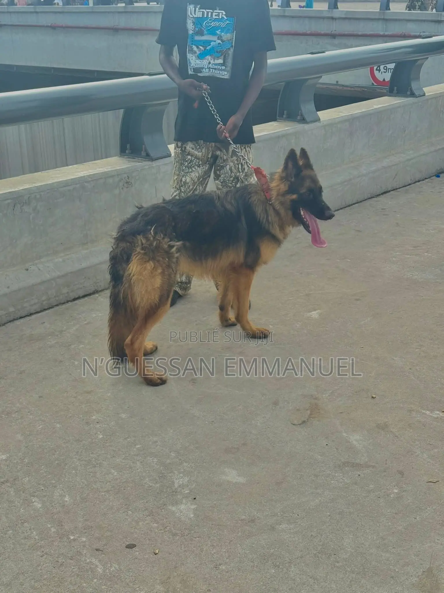 6 à 12 mois Homme Pure race Belgian Sheepdog