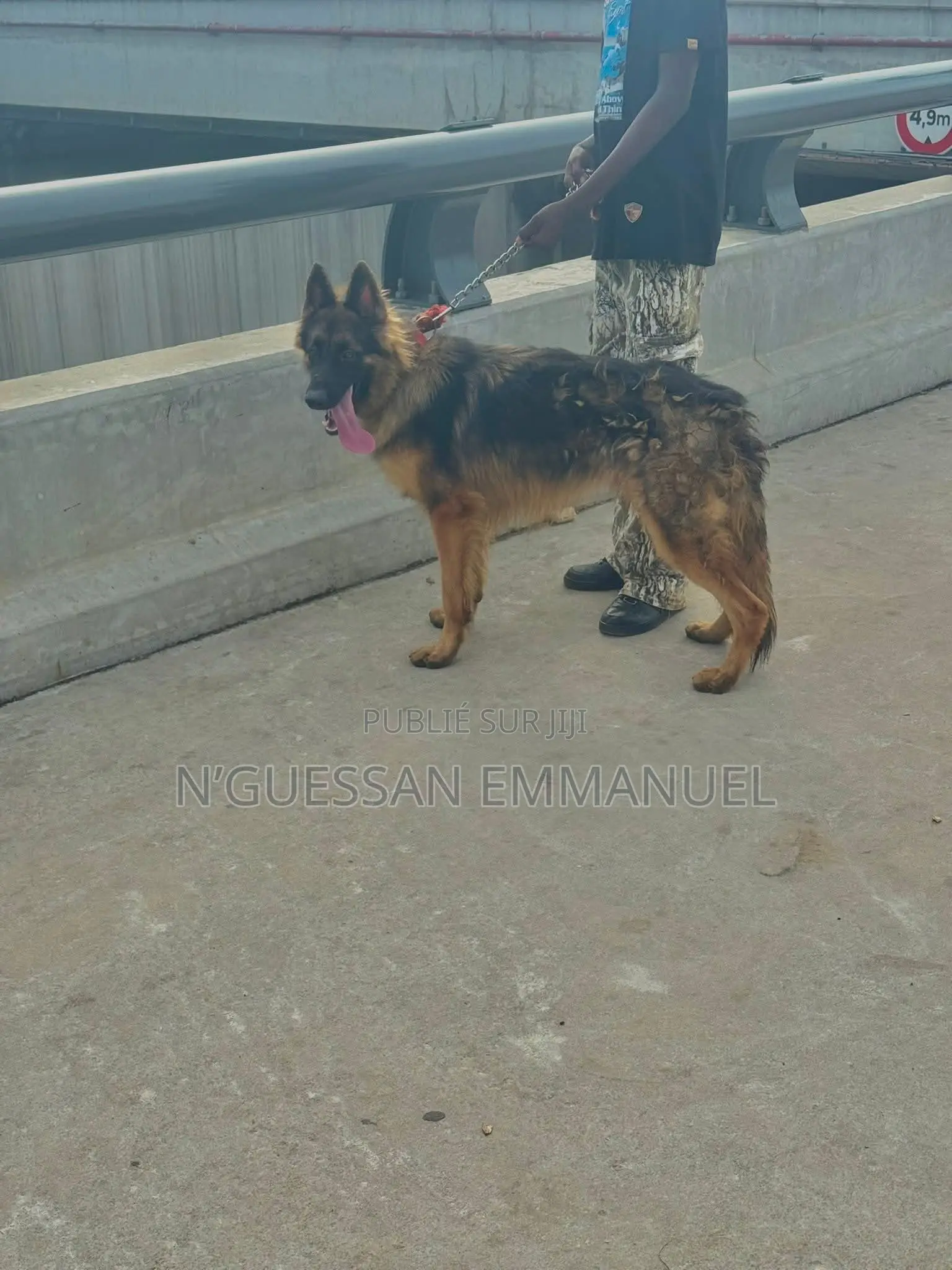 6 à 12 mois Homme Pure race Belgian Sheepdog