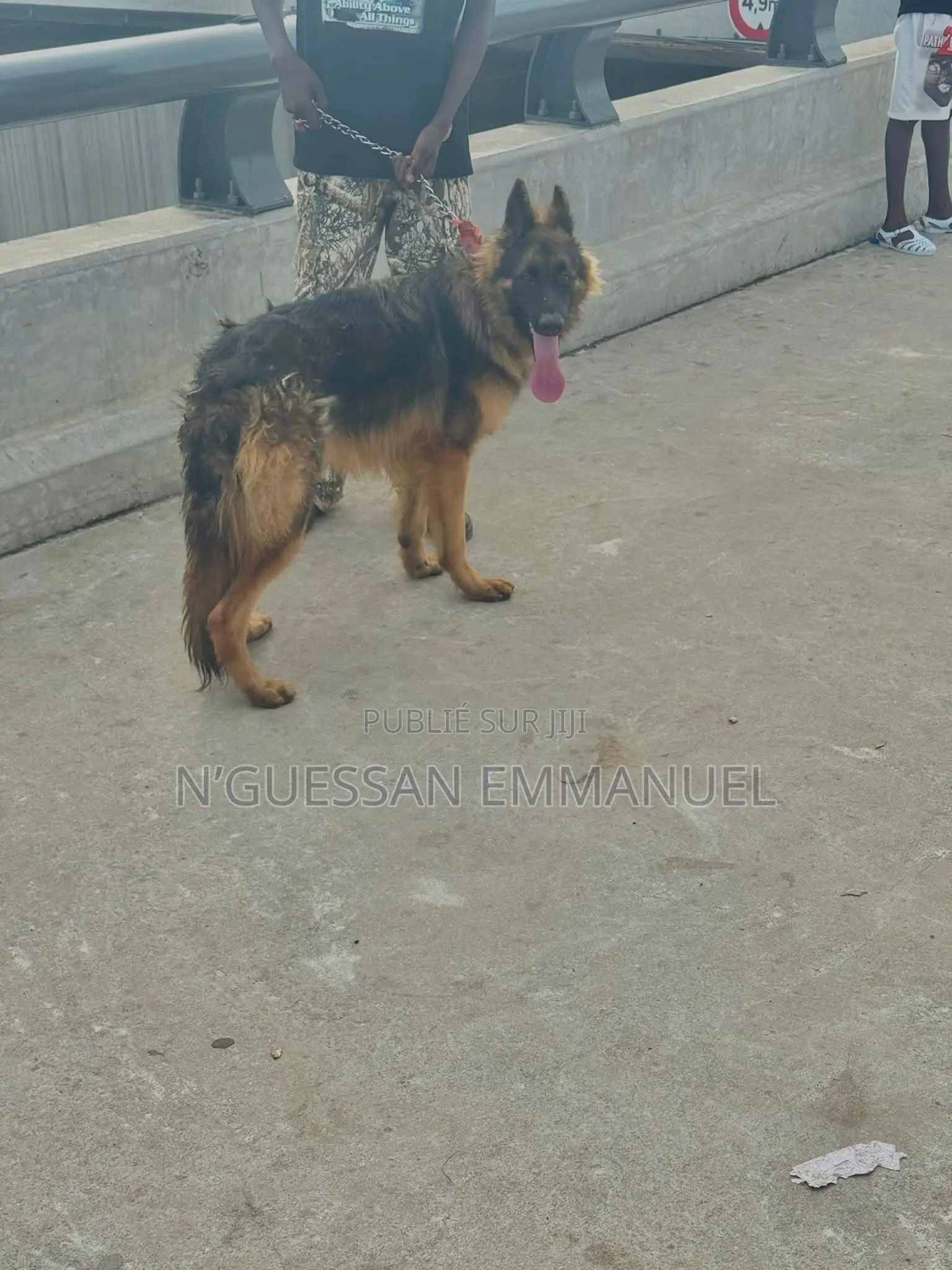 6 à 12 mois Homme Pure race Belgian Sheepdog