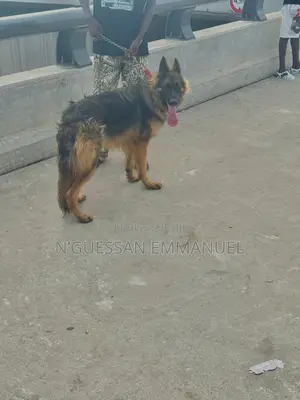 6 à 12 mois Homme Pure race Belgian Sheepdog