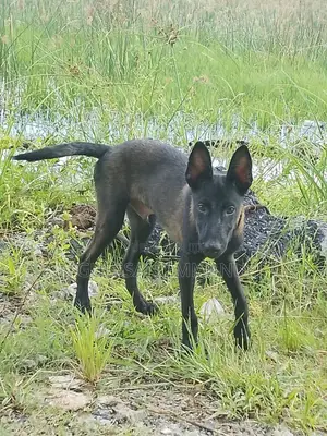 3-6 mois Homme Pure race Belgian Malinois