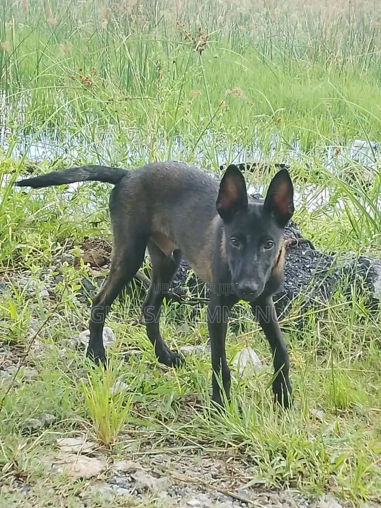 3-6 mois Homme Pure race Belgian Malinois