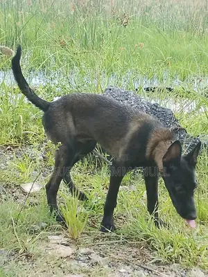 3-6 mois Homme Pure race Belgian Malinois