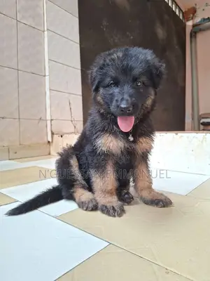 1-3 mois Femme Pure race Belgian Sheepdog