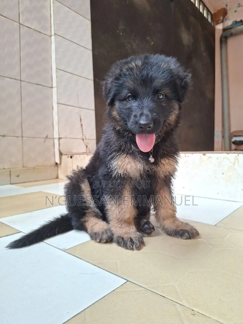 1-3 mois Femme Pure race Belgian Sheepdog