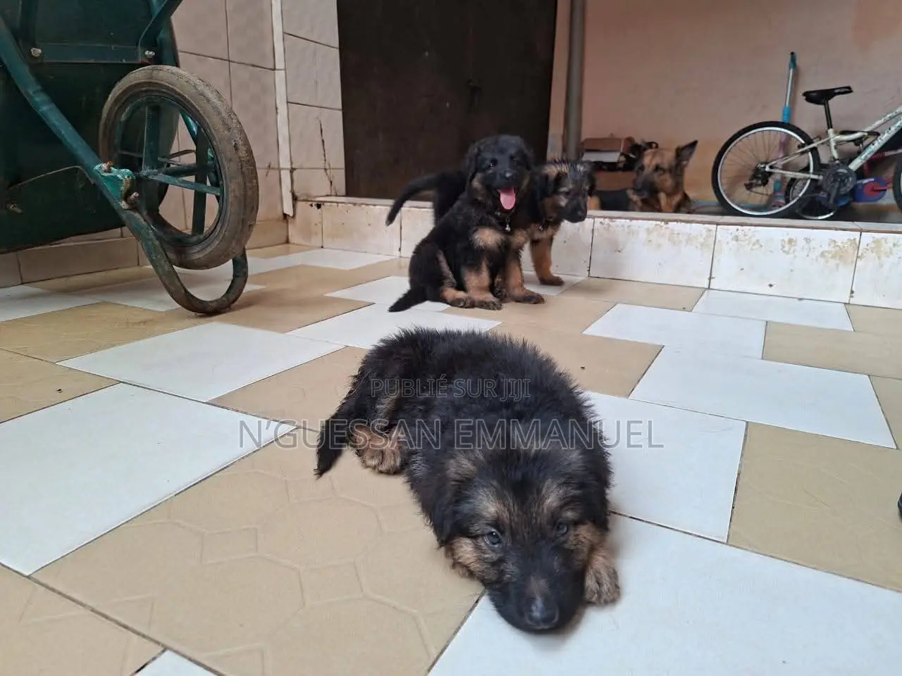 1-3 mois Femme Pure race Belgian Sheepdog