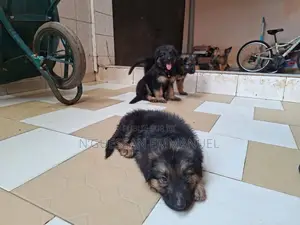 1-3 mois Femme Pure race Belgian Sheepdog