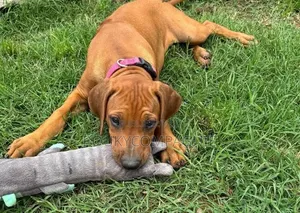 1-3 mois Femme Pure race Rhodesian Ridgeback