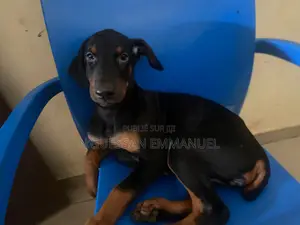 3-6 mois Homme Pure race Doberman Pinscher