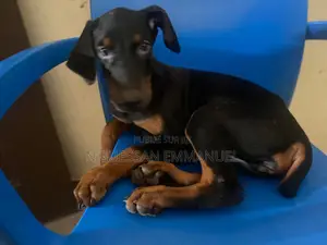 3-6 mois Homme Pure race Doberman Pinscher