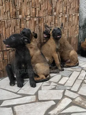 1-3 mois Homme Pure race Belgian Malinois