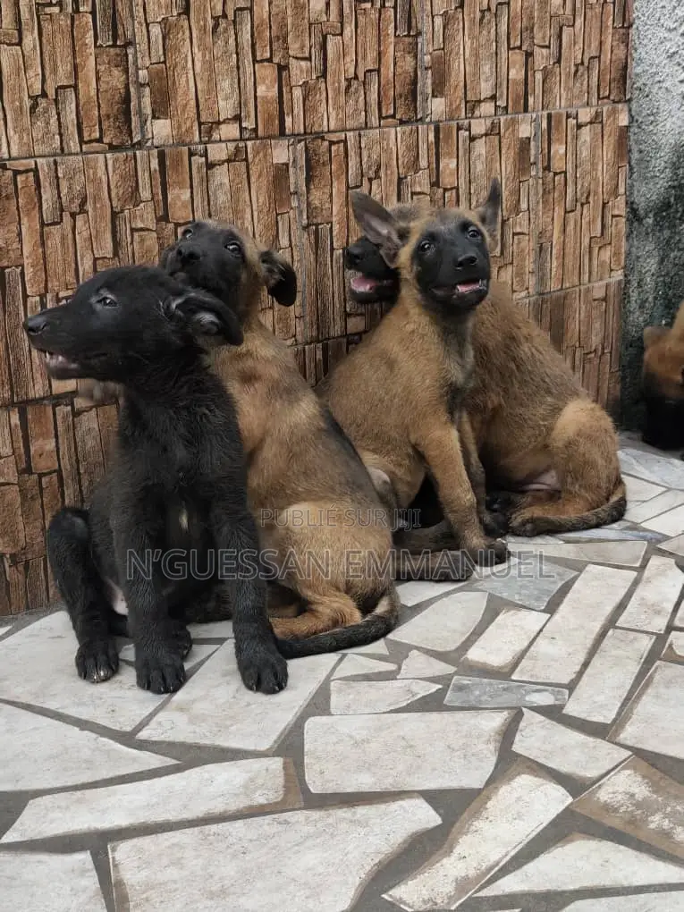 1-3 mois Homme Pure race Belgian Malinois