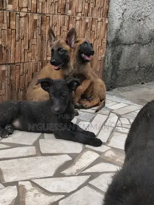 1-3 mois Homme Pure race Belgian Malinois