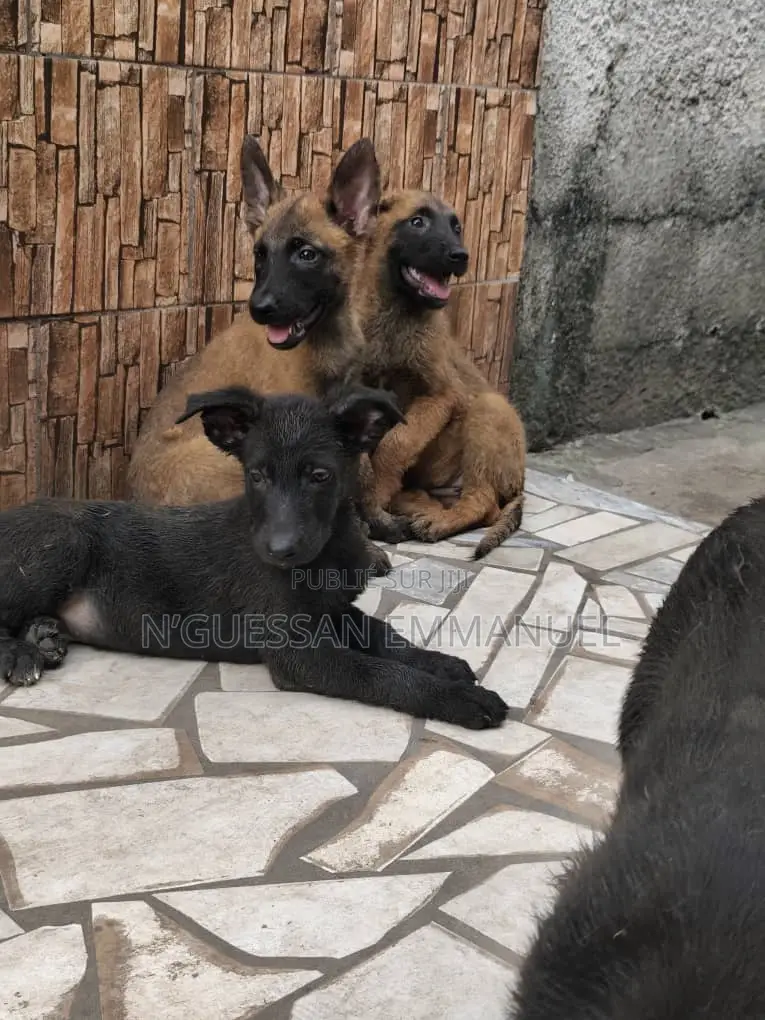 1-3 mois Homme Pure race Belgian Malinois