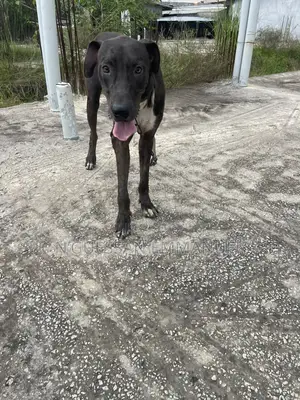 6 à 12 mois Homme Pure race Great Dane