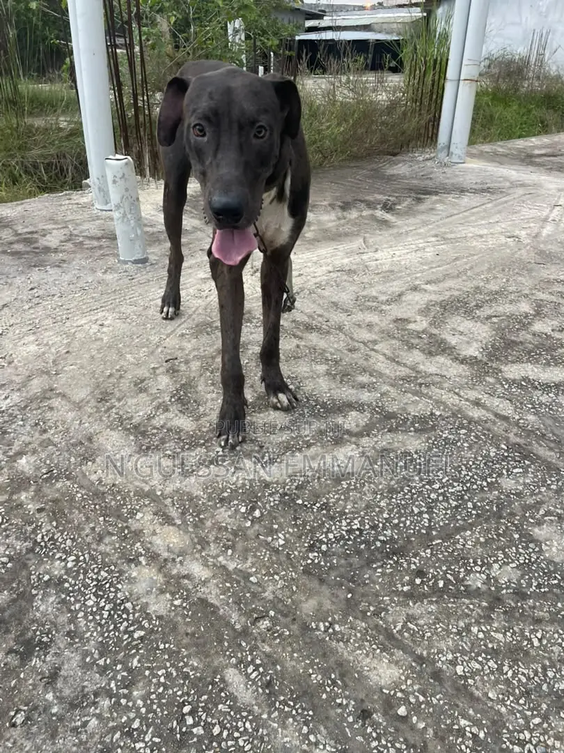 6 à 12 mois Homme Pure race Great Dane