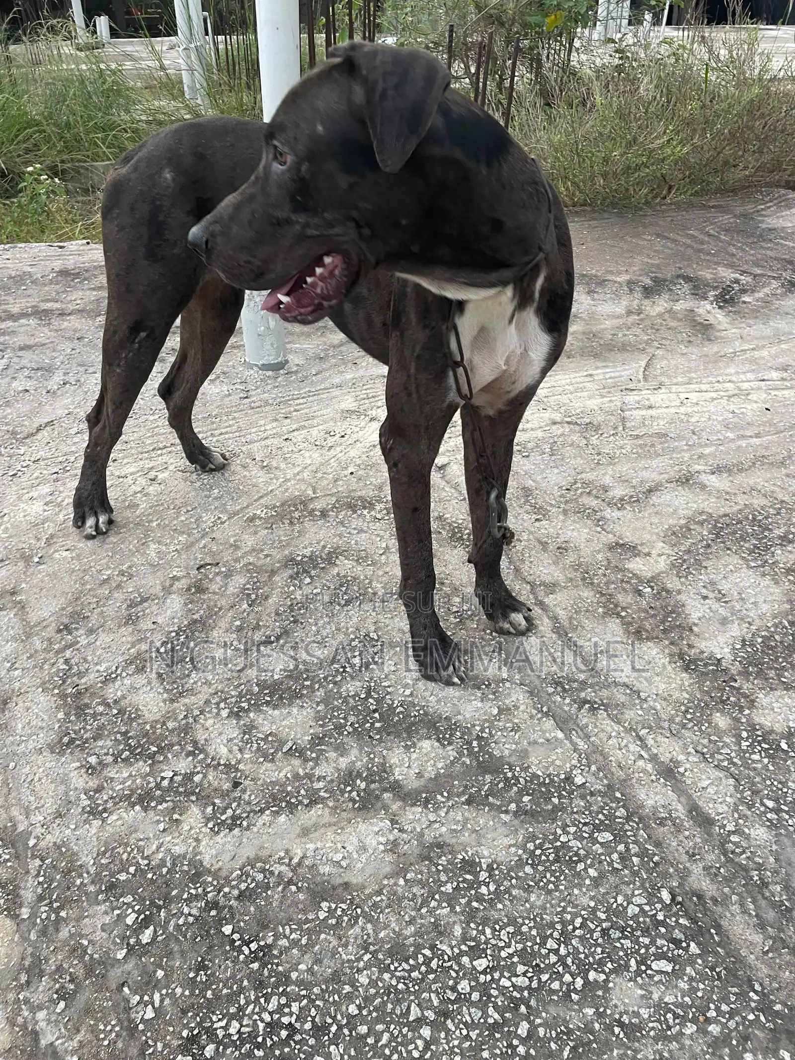 6 à 12 mois Homme Pure race Great Dane