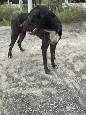 6 à 12 mois Homme Pure race Great Dane
