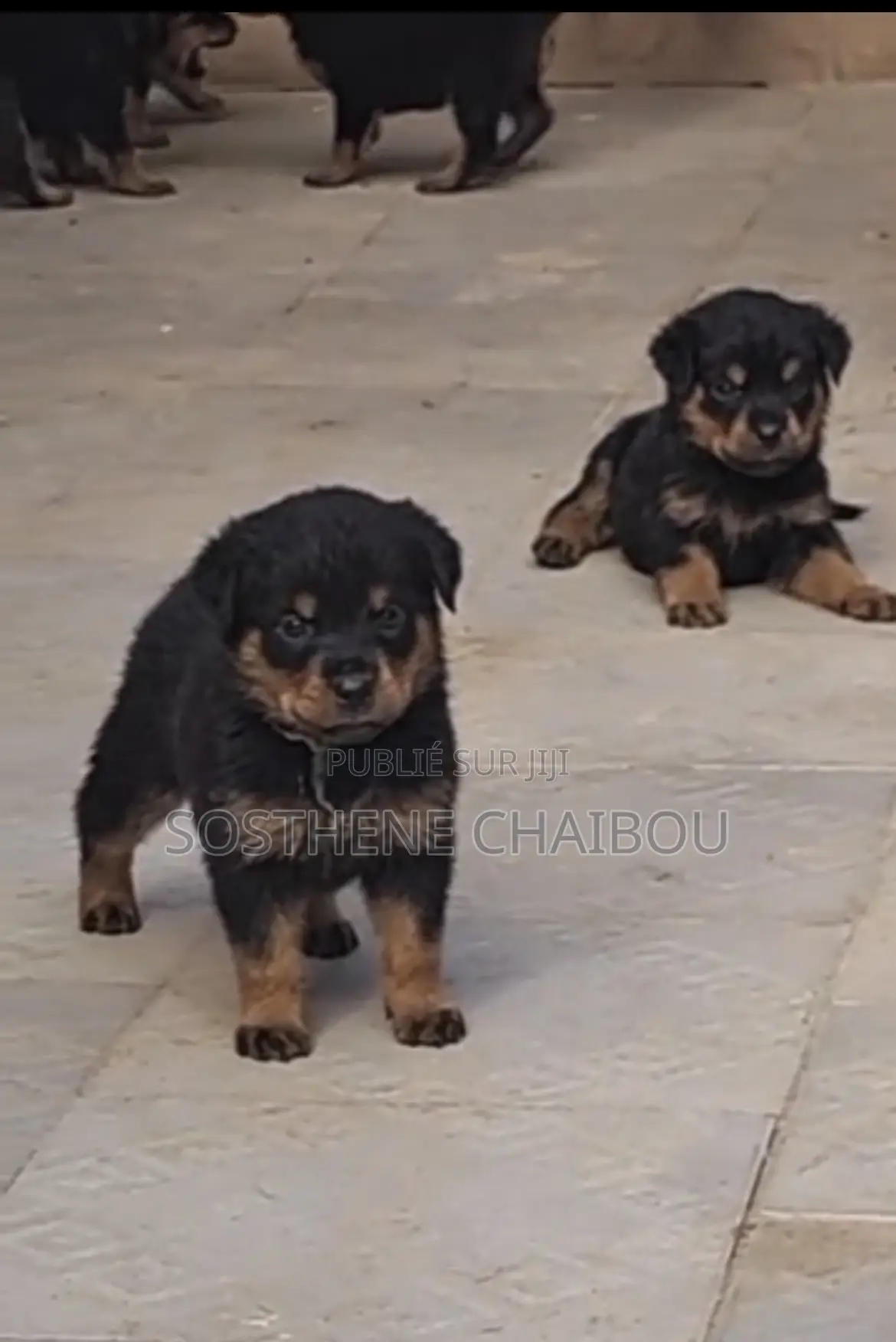 1-3 mois Homme Pure race Rottweiler