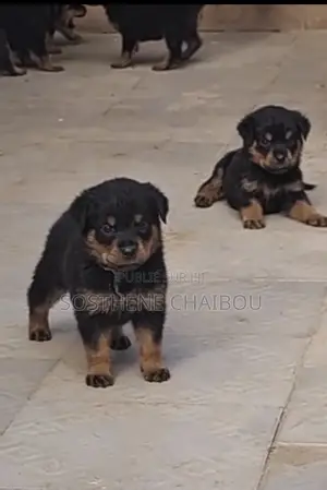 1-3 mois Homme Pure race Rottweiler