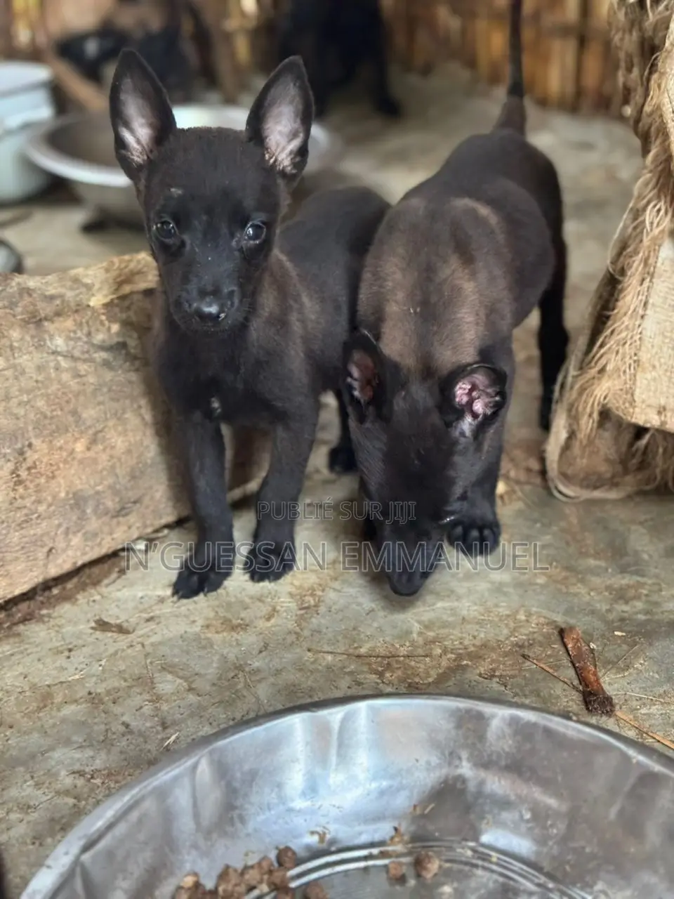 1-3 mois Homme Pure race Belgian Malinois