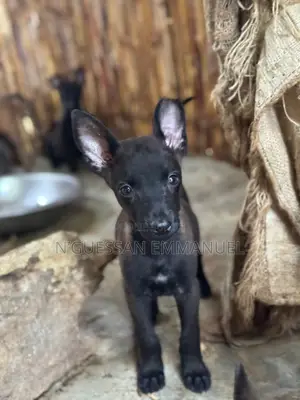 1-3 mois Homme Pure race Belgian Malinois