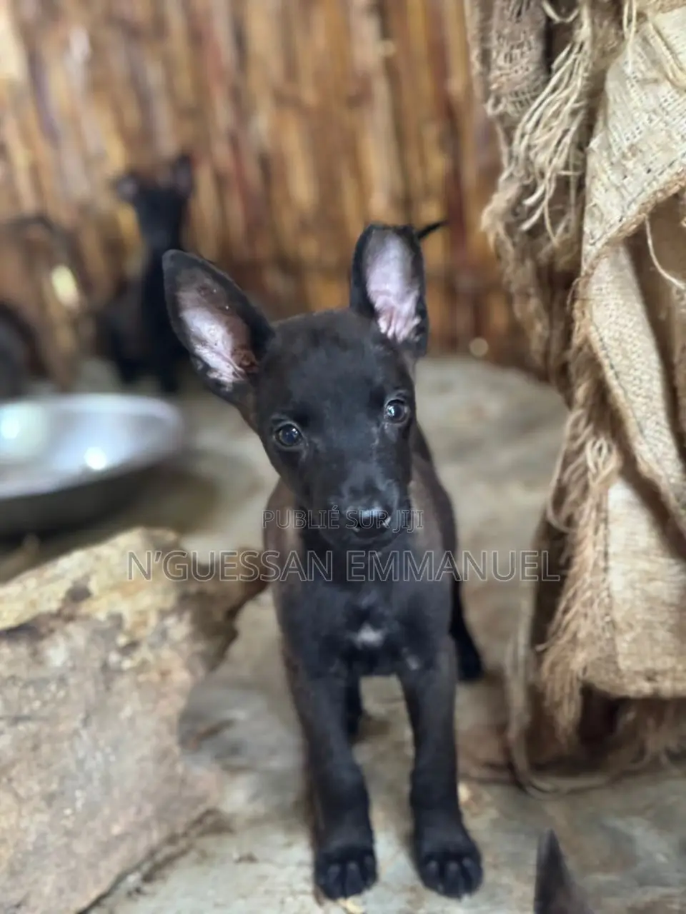 1-3 mois Homme Pure race Belgian Malinois