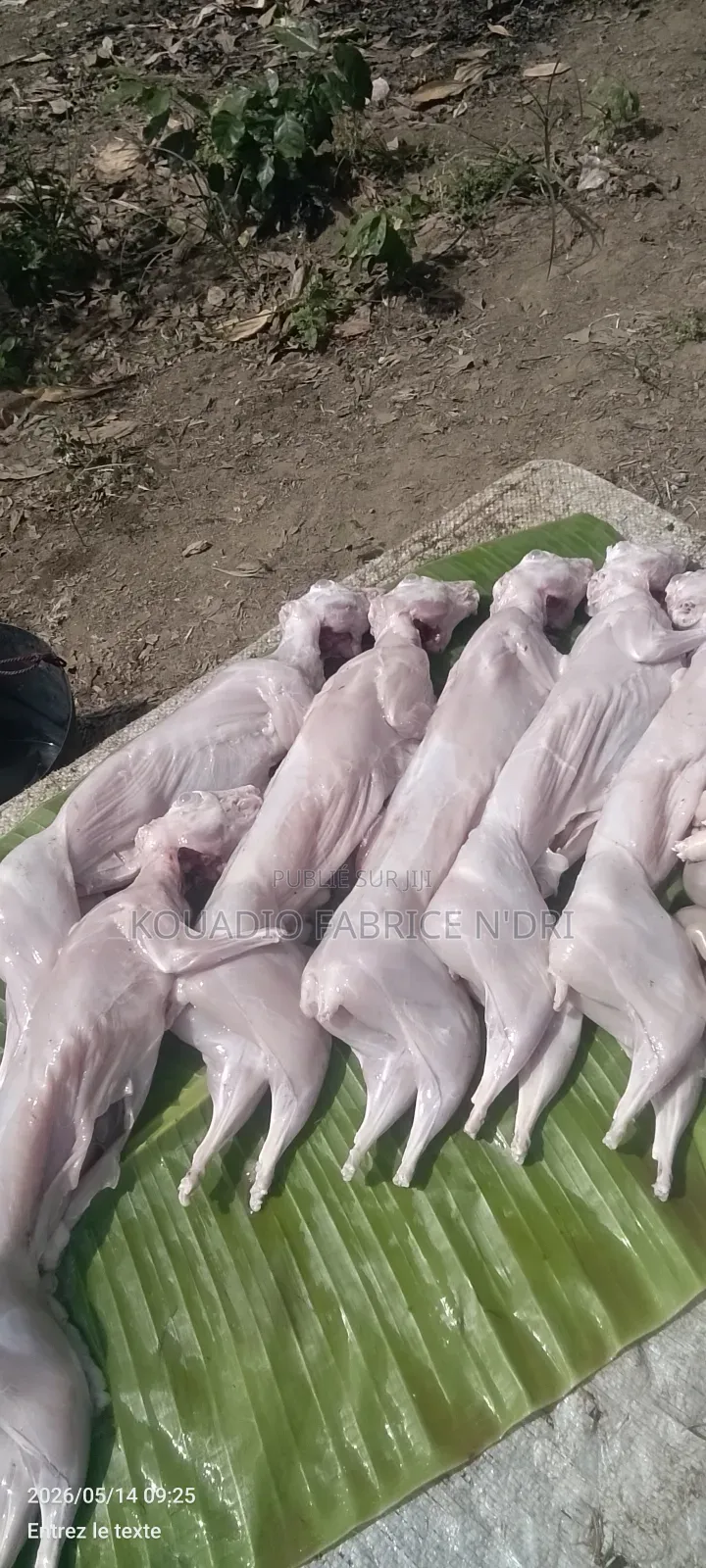 Vente De Lapin