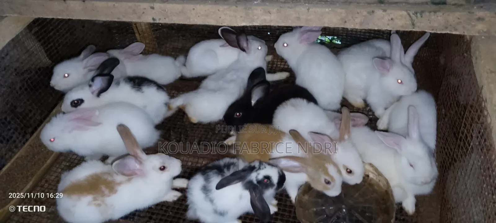 Vente De Lapin