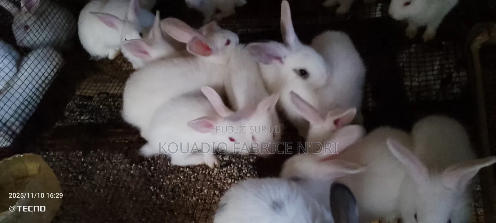 Vente De Lapin