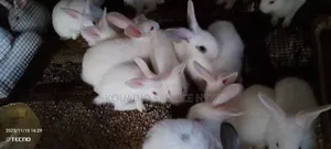 Vente De Lapin