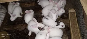 Vente De Lapin