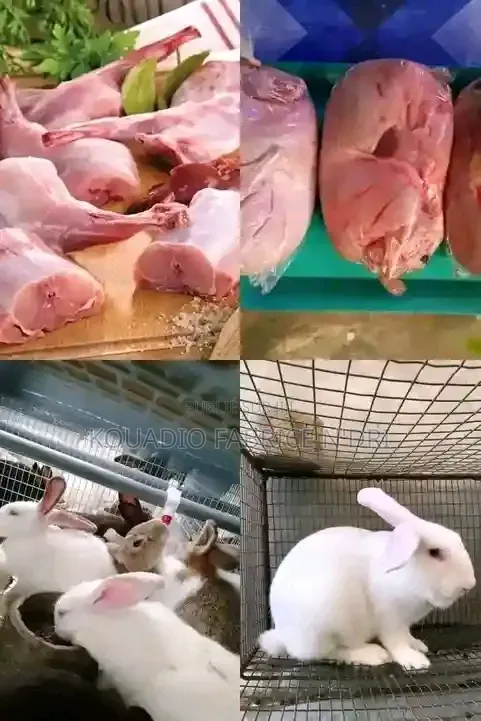 Vente De Lapin