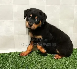 3-6 mois Homme Pure race Rottweiler
