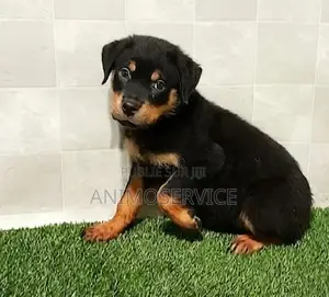 3-6 mois Homme Pure race Rottweiler
