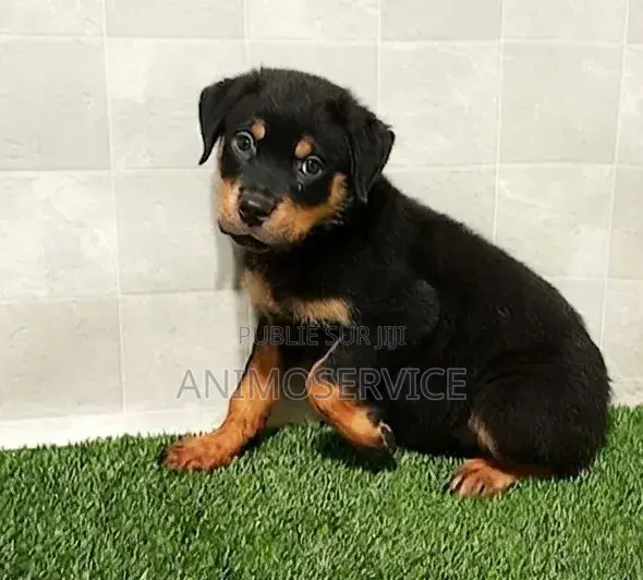3-6 mois Homme Pure race Rottweiler