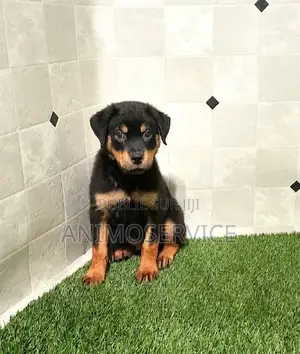 3-6 mois Homme Pure race Rottweiler