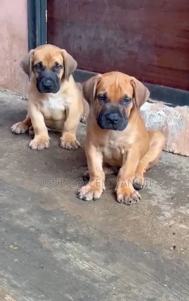 1-3 mois Homme Pure race Boerboel